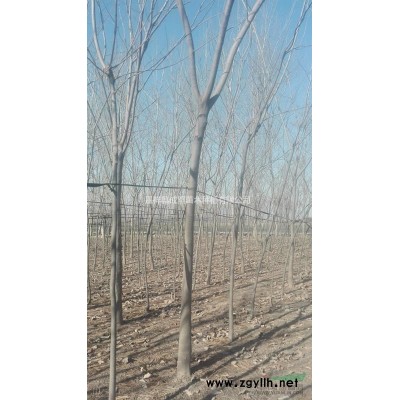 供应美国红枫 嘉祥优质苗木红枫一点红 量大从优