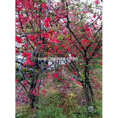 精品异型红枫