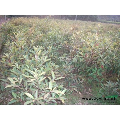 江西桂花、江西八月桂花、江西四季桂花、江西桂花种子