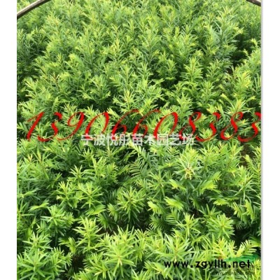 红枫3*新价格/红枫3报价