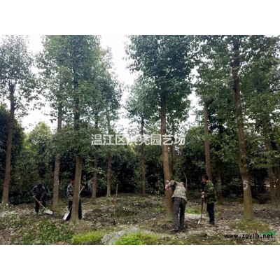 四川成都温江美国红枫日本红枫价格青枫五角枫元宝枫批发基地