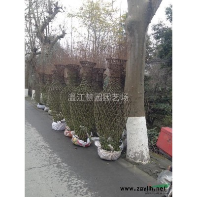 成都地区出售红枫