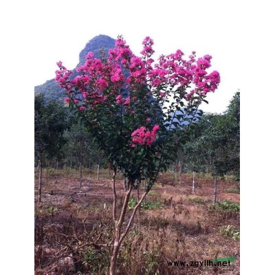桂林地区大红紫薇-红枫