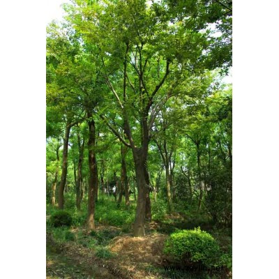 法桐,丁香.榉树.朴树、红枫,柿树,木槿,意杨，垂柳.苦楝