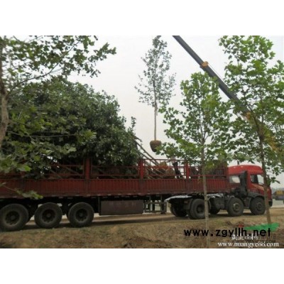 榆叶梅、速生法桐、欧洲红枫