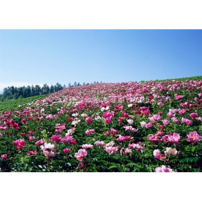 红枫,浙江红枫价格优惠,红枫规格*,红枫批发销售