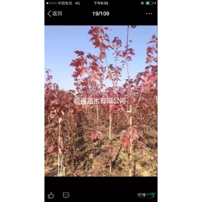 山东济宁地区供应美国红枫1--8公分 欢迎前来订购