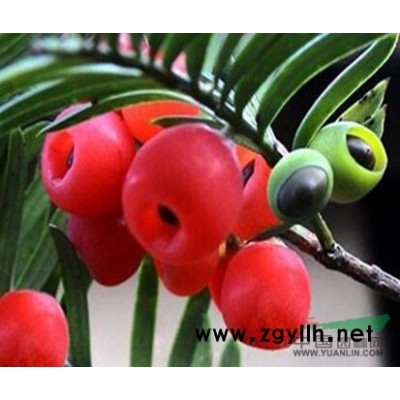 红枫报价/江苏红枫报价