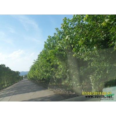 直销重阳木、广玉兰、美国红枫、桂花、栾树