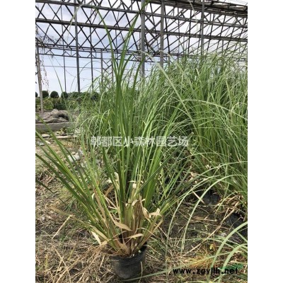 红叶李，低分枝红叶李，丛生红叶李，紫叶李