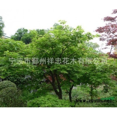 红枫花木图片\红枫花木报价