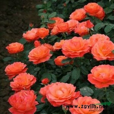 红枫行情报价\红枫图片展示