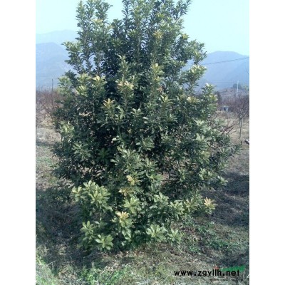 樱花 红叶李 海棠 红枫 日本红枫 常年红 玉兰 紫薇 花桃