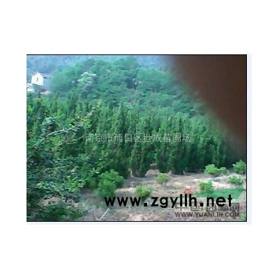 红枫哪里*多 红枫价格哪里*便宜