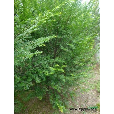 红枫行情报价\红枫图片展示