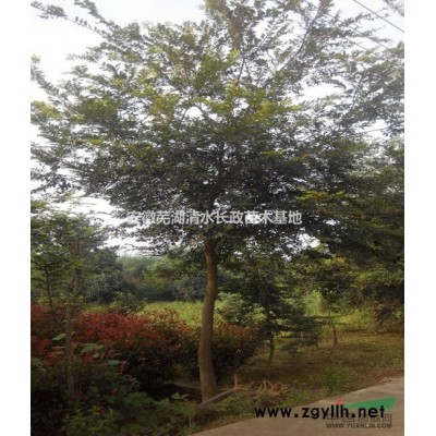 二乔玉兰 紫薇  红叶李  小规格