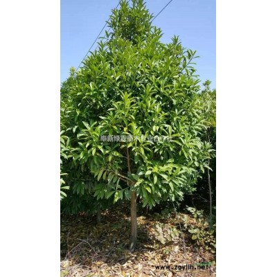 红叶李30量10公分树苗报价？