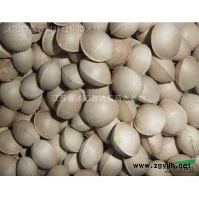 红叶李产地 紫叶李价 红叶李工程苗 红叶李图片 紫叶李苗圃