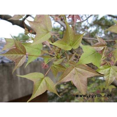 红花继木、红枫