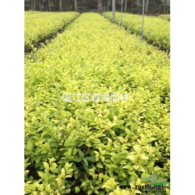 高杆红叶李、低分枝红叶李基地直销，价格优惠