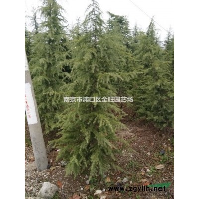 红叶李价格 红叶李小苗供应