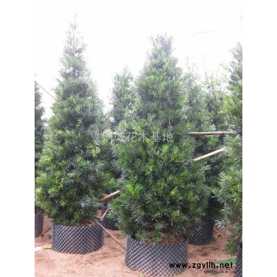 供应红叶李 2公分红叶李,3公分,5公分红叶李,7公分红叶李