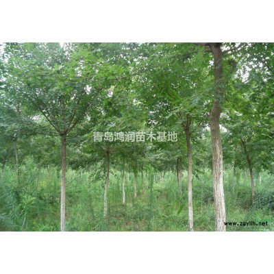 美国红枫6-9五角枫3-6海棠4-5