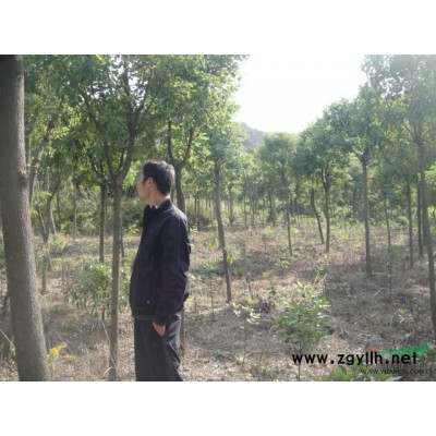 出售整片桂花林