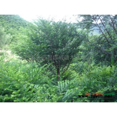 精品红枫图片\精品红枫报价