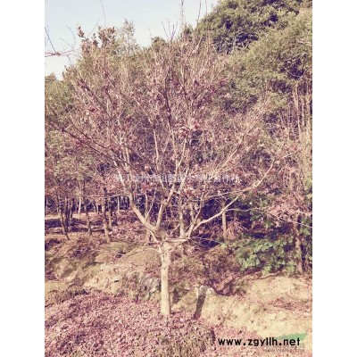 出售10公分红枫80棵