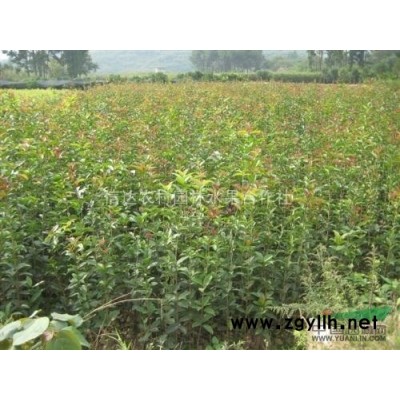 广西桂林市全州县供应：桂花树苗及桂花树30公分