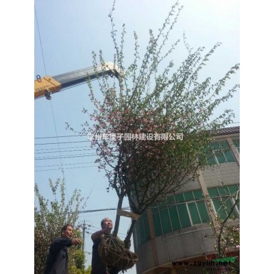 鸡爪槭、鸡爪枫、红枫等