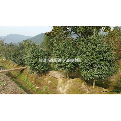 浙江宁波供应日本红枫