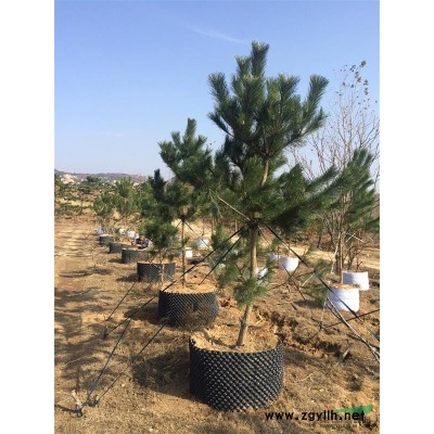 米径5CM以上香花槐，北美红枫，丁香