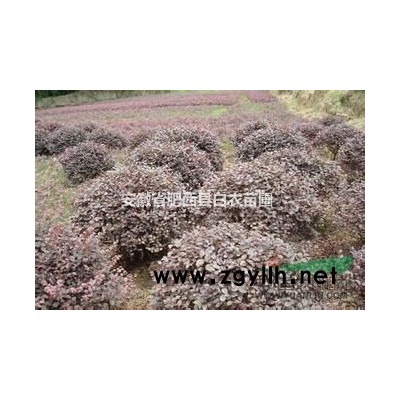 肥西羽毛枫，红枫图