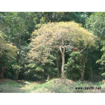 浙江红枫，红枫价格，奉化红枫
