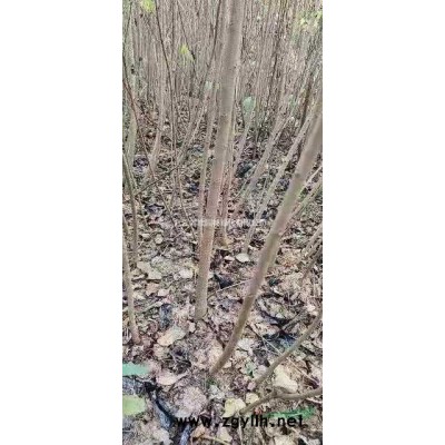 哪里有红叶李江西九江批发