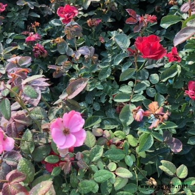 3-5公分直径裸根截杆红叶李休眠期移植成活率好