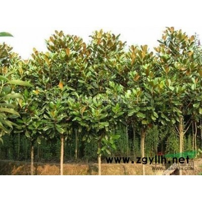 日本红枫，日本红枫供应，日本红枫价格，日本红枫图片