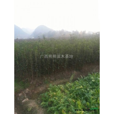 供应红枫 红枫*新报价