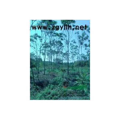 安徽红枫/红枫批发