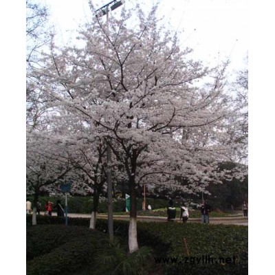 连翘.桂花、石楠.花石榴