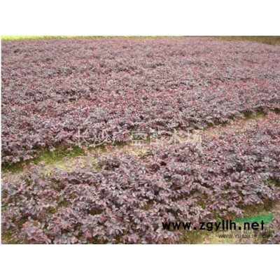 湖南地区供应3到10的红枫