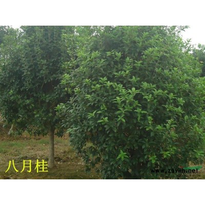 浙江嵊州供应各种规格红枫