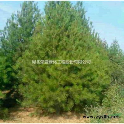 河北保定红叶李大小规格基地