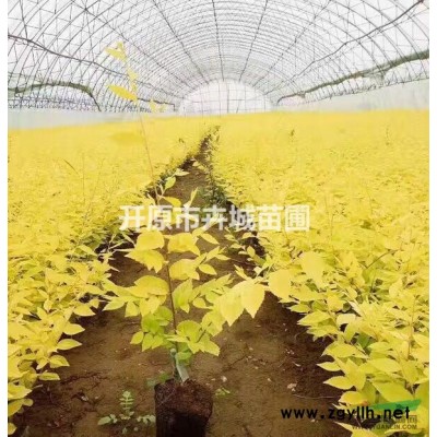 辽宁红叶李小苗 开原园林绿化苗木基地 批发耐寒密枝红叶李小苗