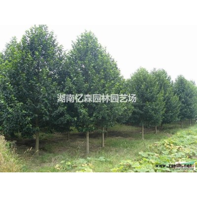 批发2-8cm红叶李（紫叶李）、红叶李价格、全冠红叶李