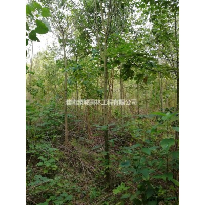 地径7-11公分红叶李行情报价/地径7-11公分红叶李图片展示