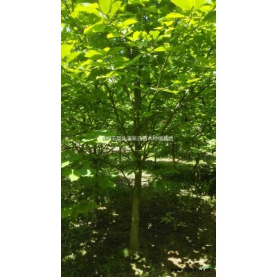 8公分紫玉兰/红叶李/紫叶花桃/樱花