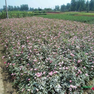 虞北花木专业合作社大量供应红叶李